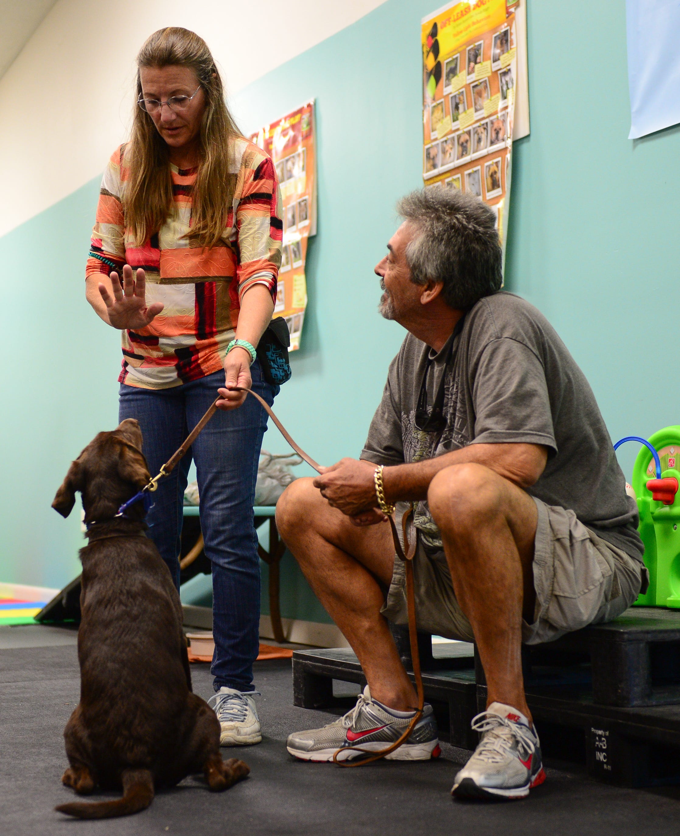 puppy school bayside